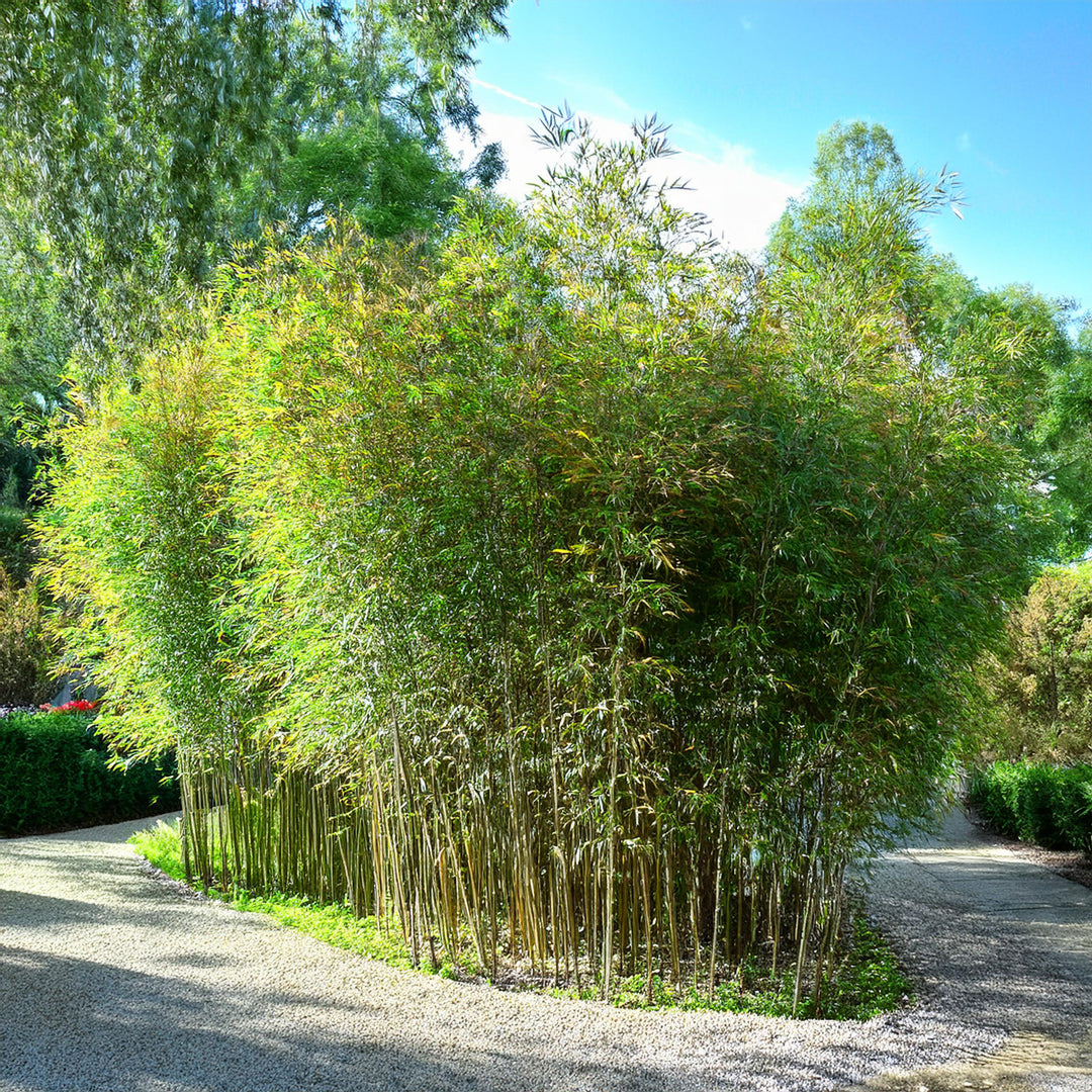 Bambou Phyllostachys Aurea : Guide complet.  Bambouseraie d'Aix en Provence