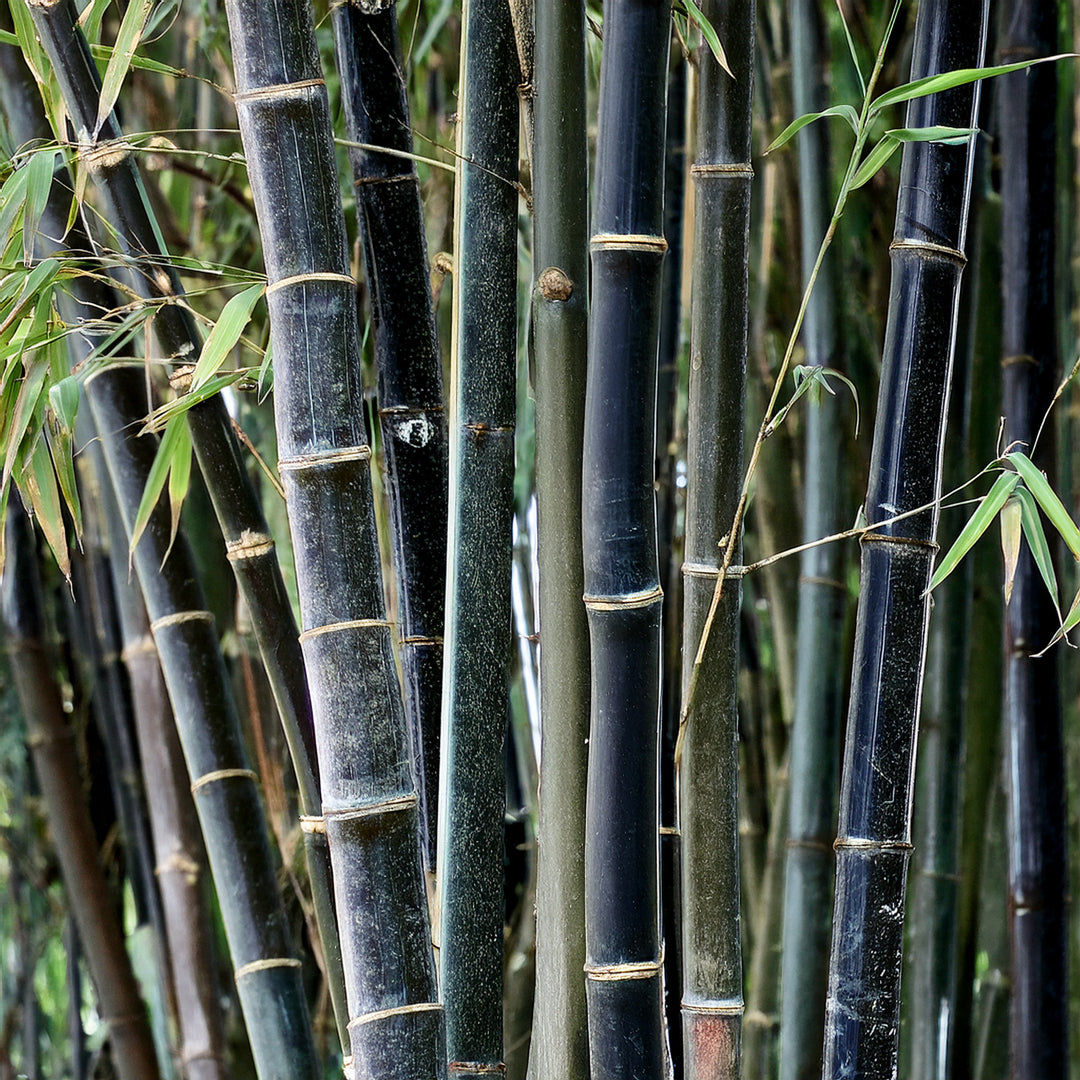 Bambou noir et jardin zen : une alliance naturelle et esthétique