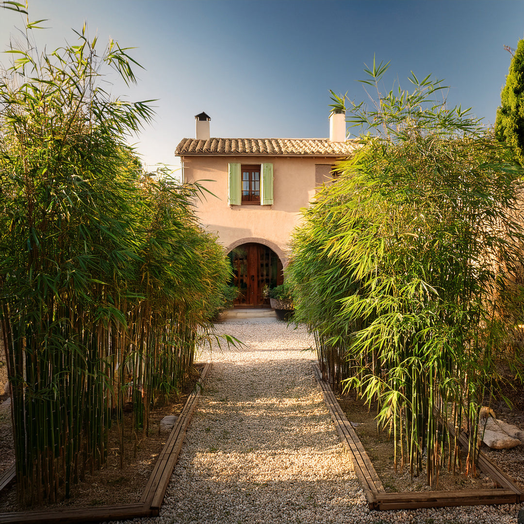 Fargesia murielae 'Jumbo'  Le bambou non traant, robuste et dcorati   Bambouseraie d'Aix en Provence