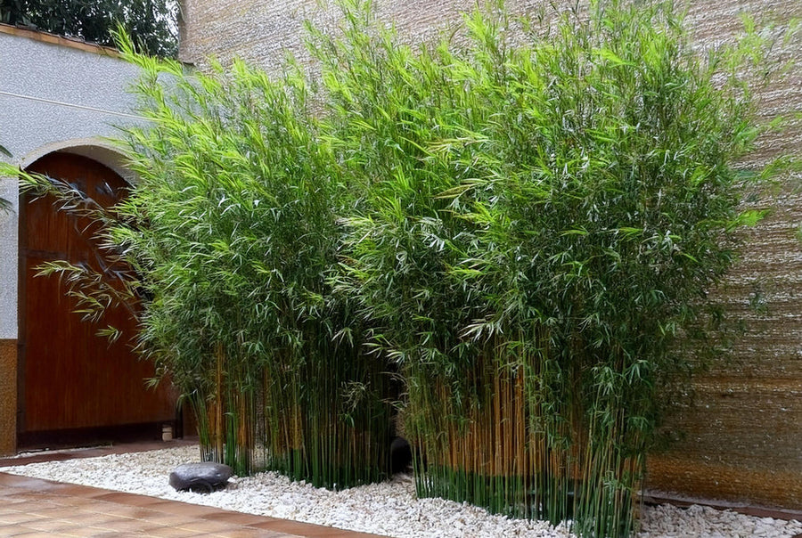 Bambous non traçants 1,5-3m