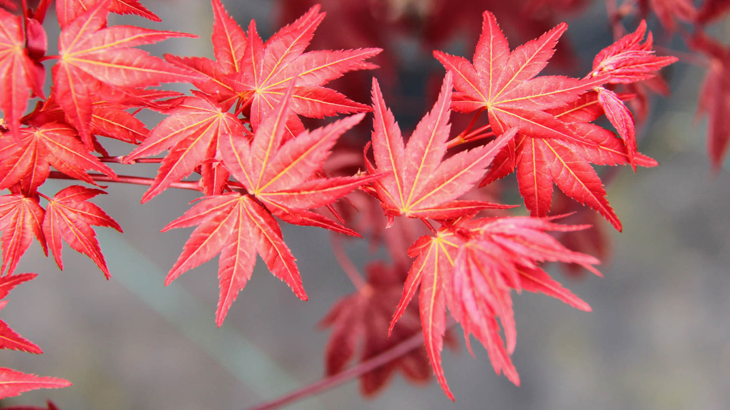 Acer Palmatum 'Beni Maiko'