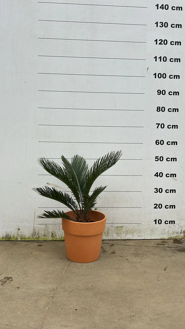 Amalia - Pot en terre cuite