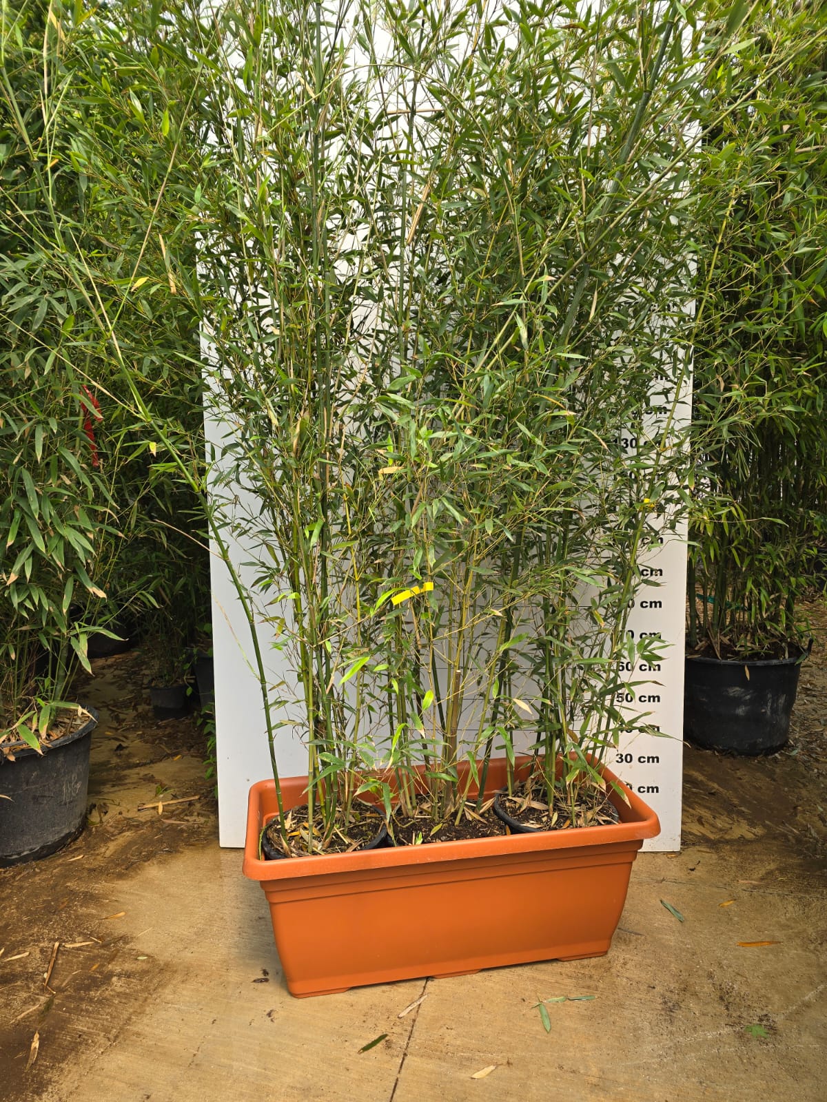 Jardinière Spécial Bambou - 30/50/110L