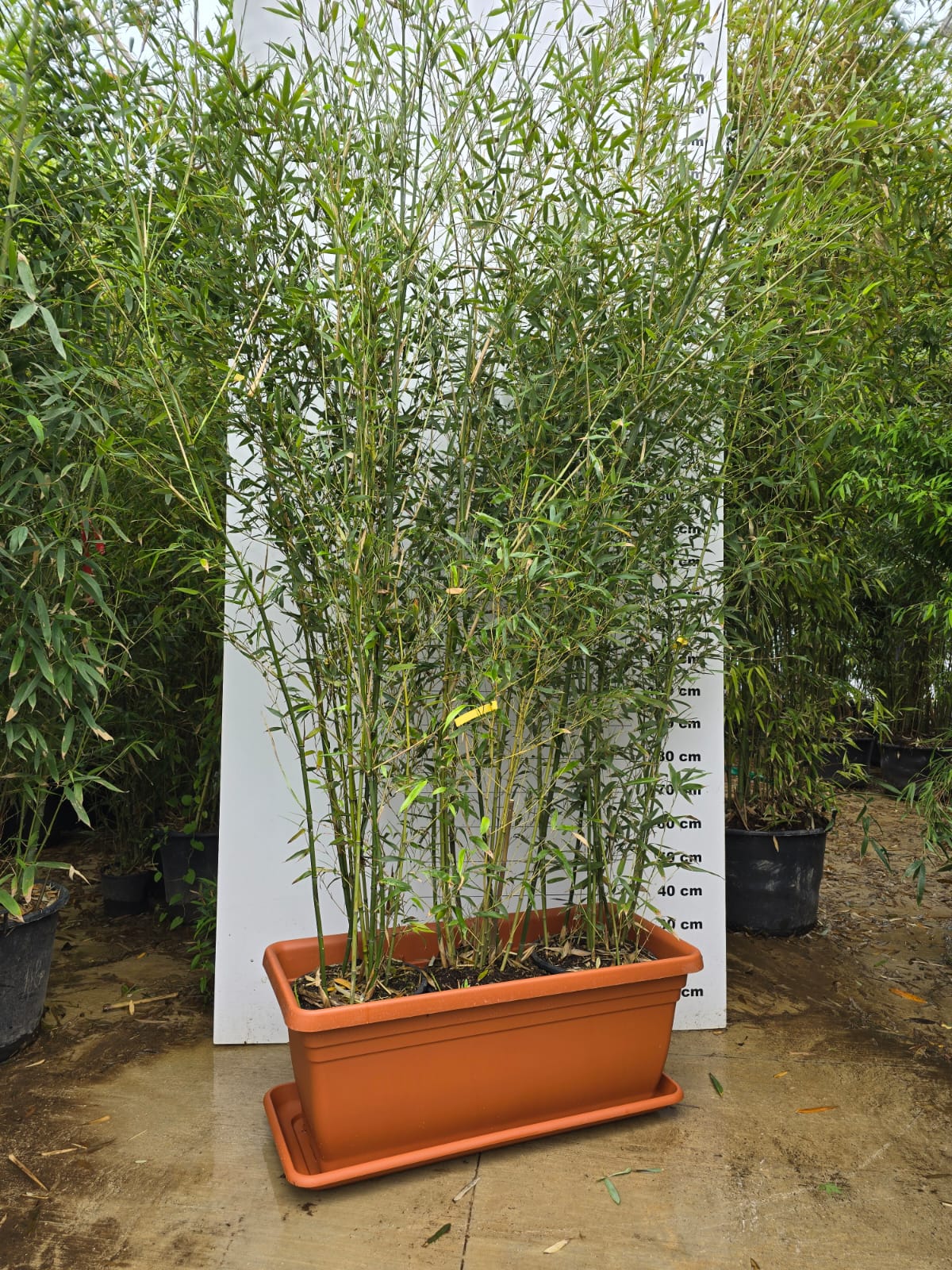 Jardinière Spécial Bambou - 30/50/110L