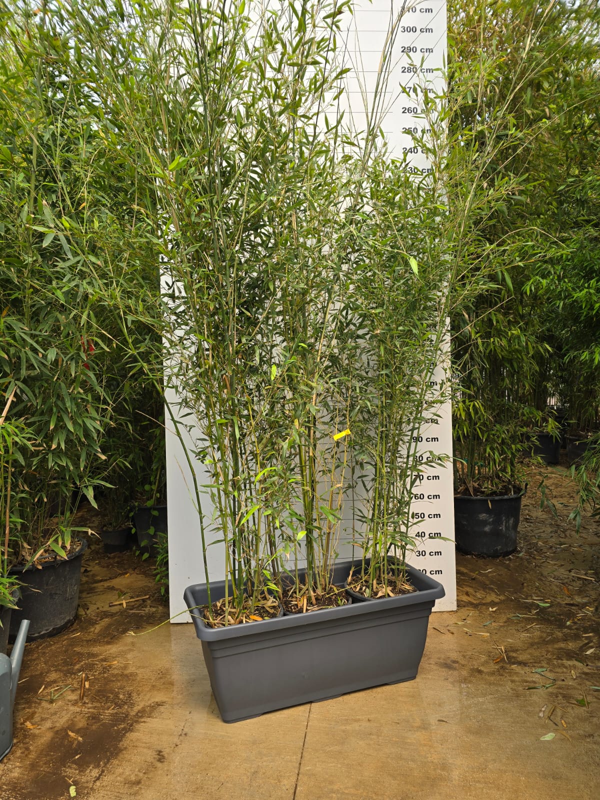 Jardinière Spécial Bambou - 30/50/110L