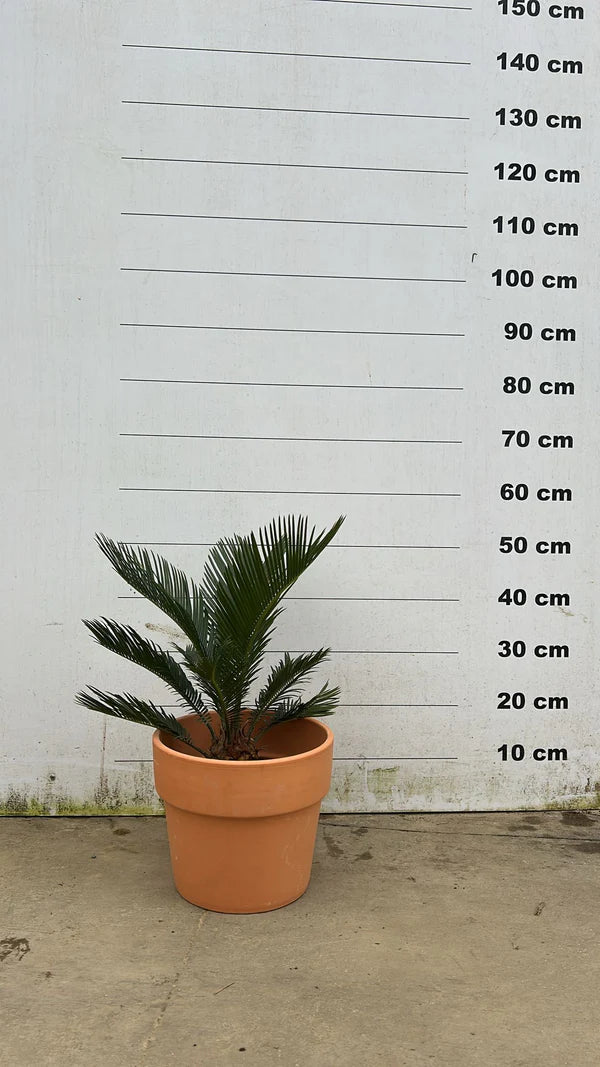 Amalia - Pot en terre cuite