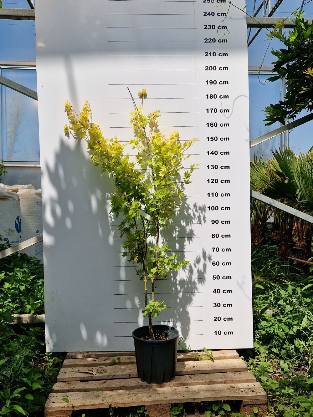 Acer Shirasawanum Jordan