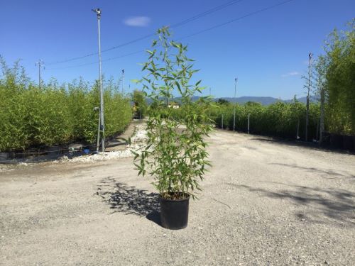 Bambou (Phyllostachys) Aurea