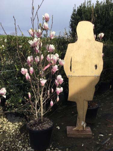 Magnolia Soulangeana