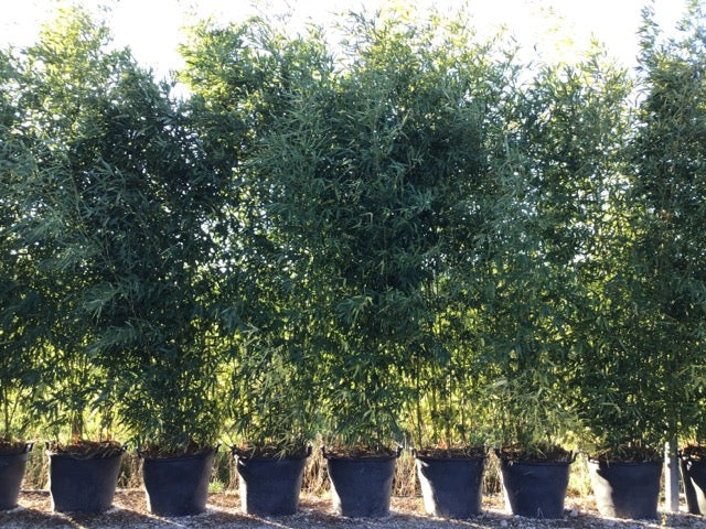 Bambou (Phyllostachys) Bissetii