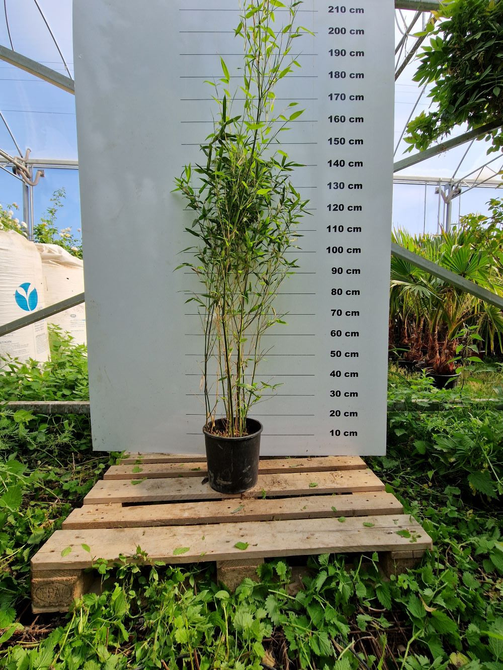 Bambou (Phyllostachys) Bissetii