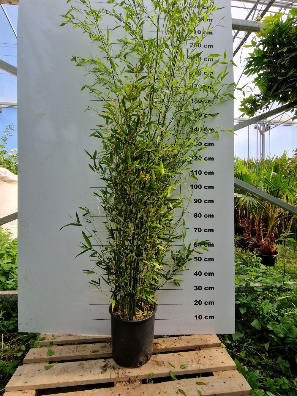 Bambou (Phyllostachys) Bissetii