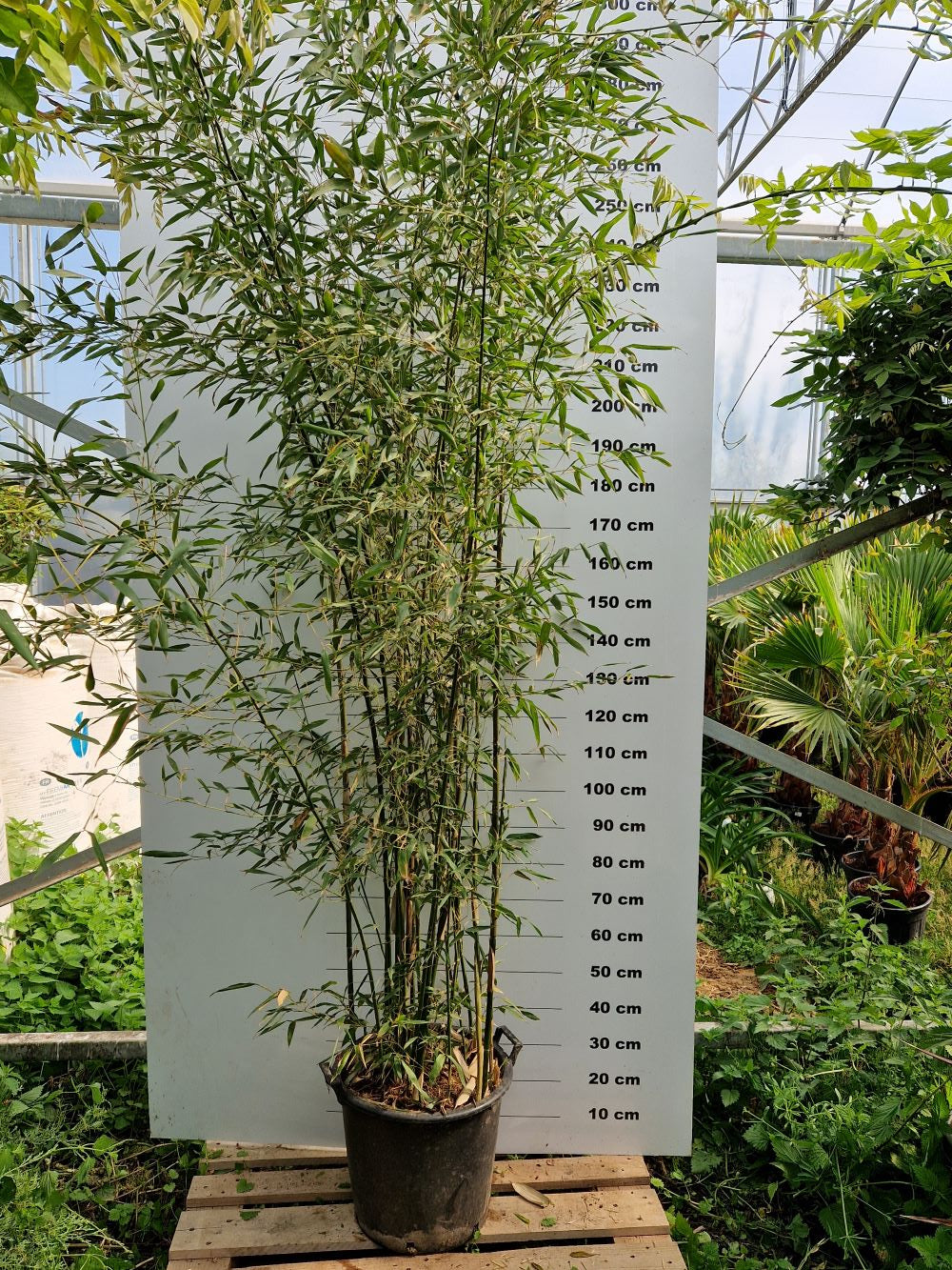Bambou (Phyllostachys) Bissetii