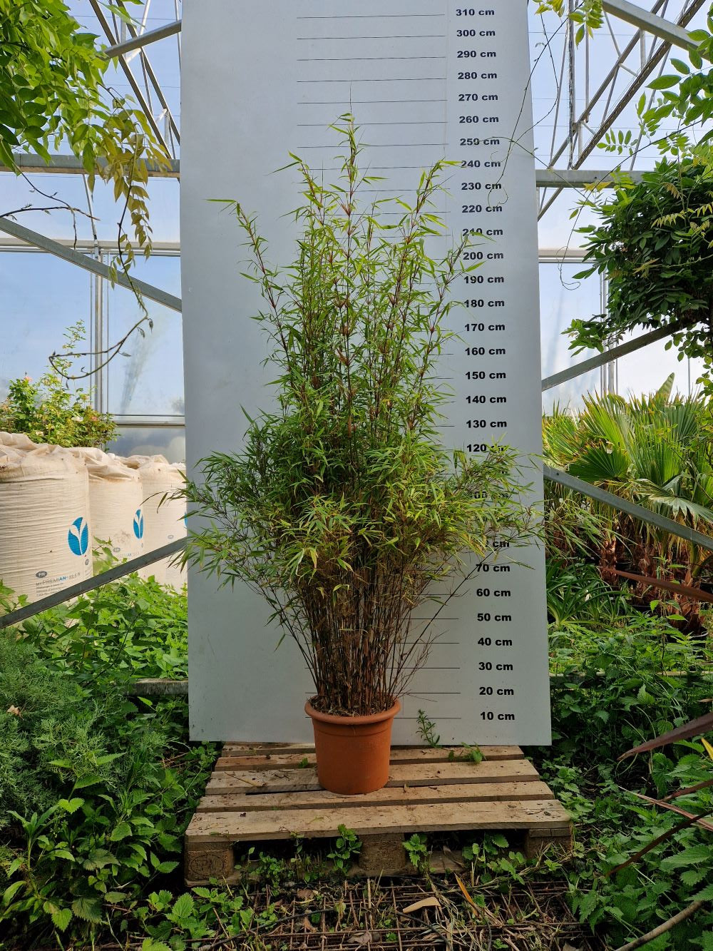 Fargesia Rufa