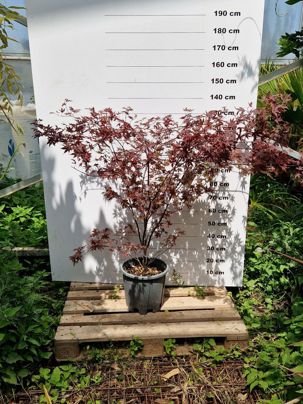 Acer Palmatum Atropurpureum