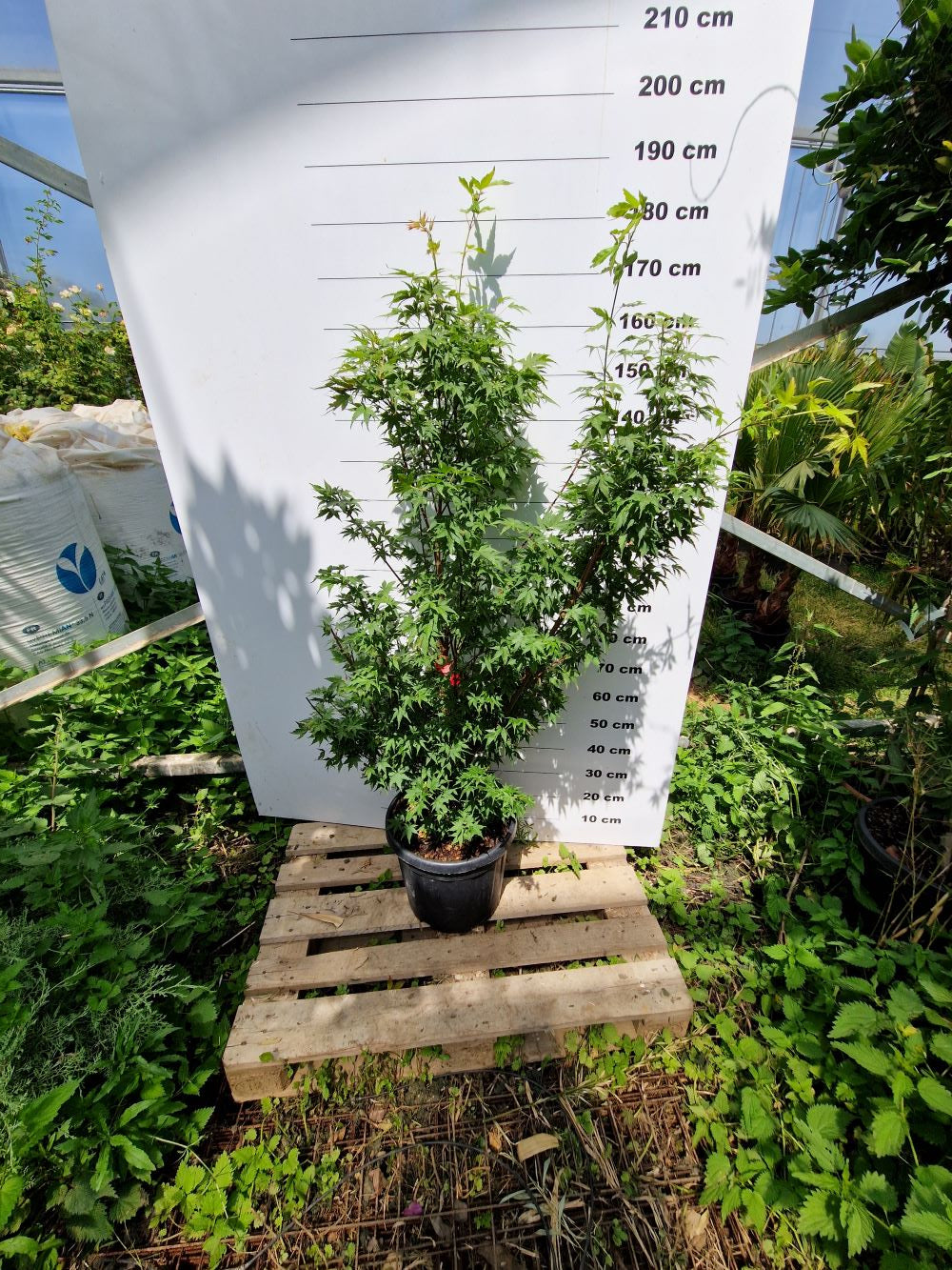 Acer Palmatum Sangokaku