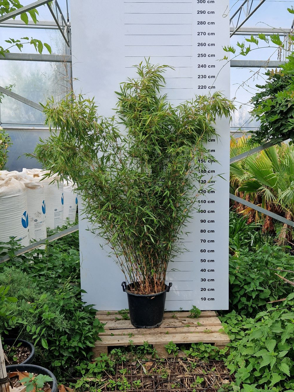 Fargesia Rufa