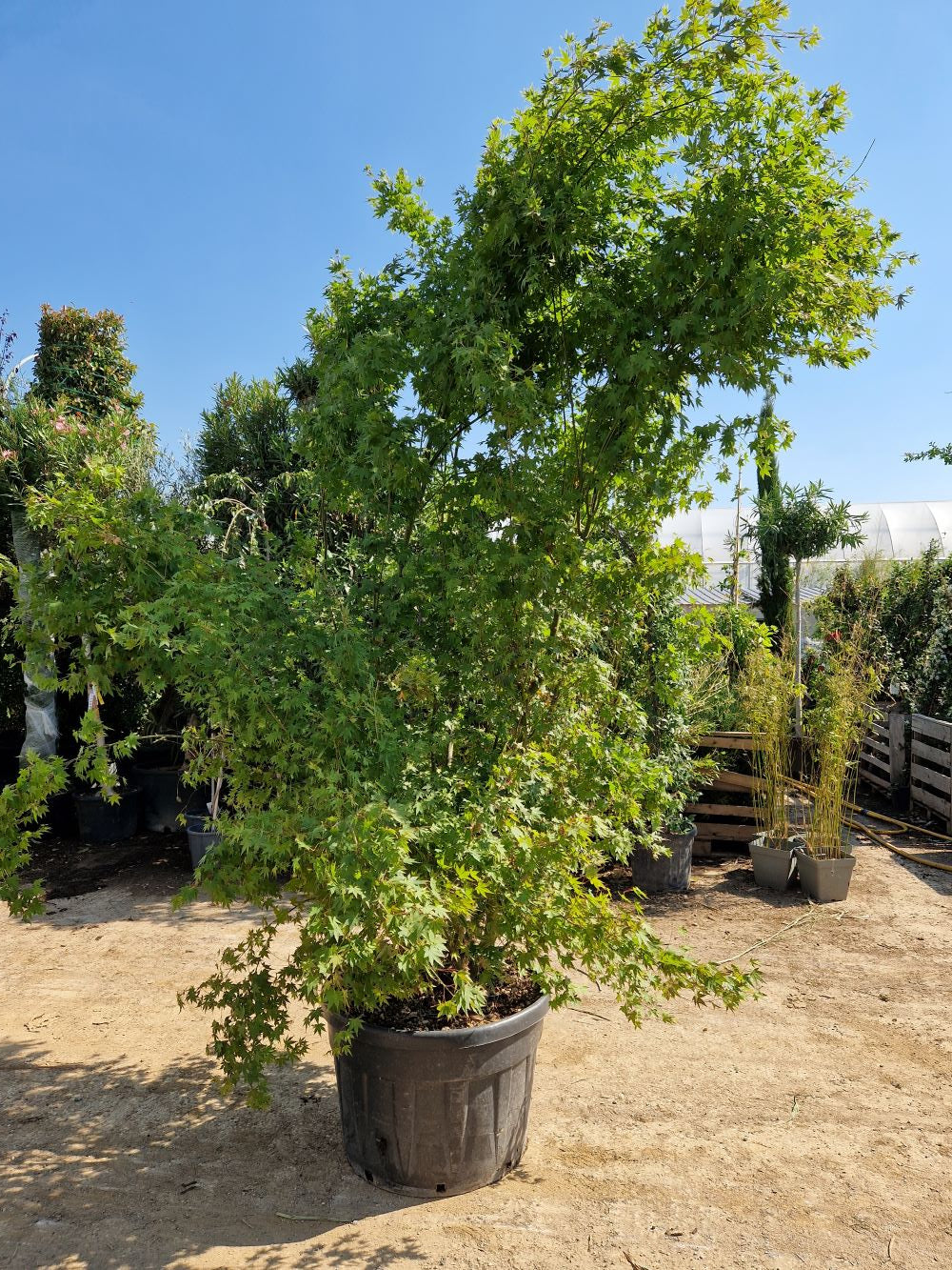 Acer Palmatum Osakazuki