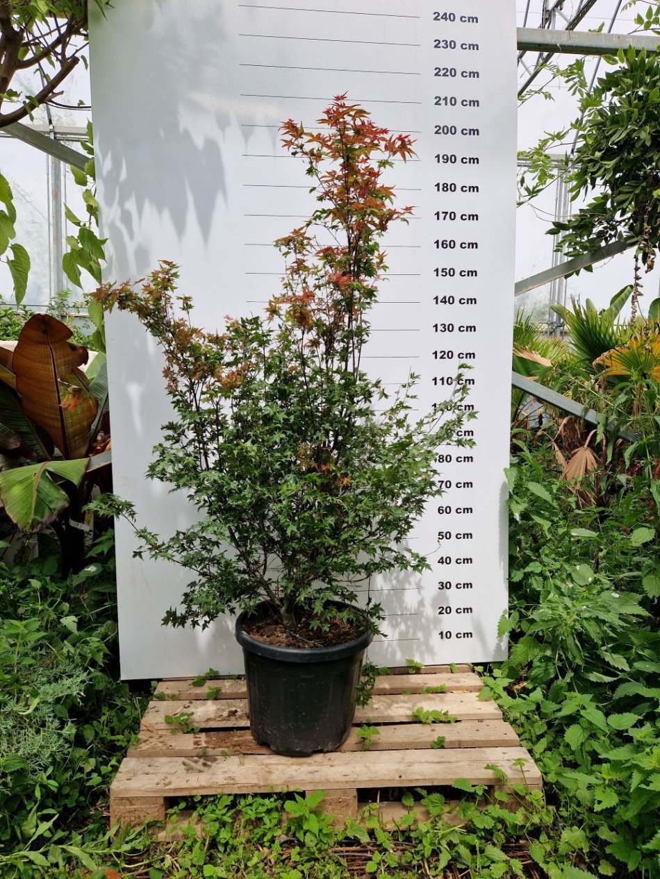 Acer Palmatum Deshojo