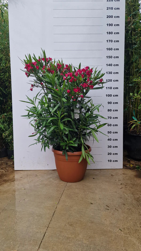 Pot Bologna - 40/80/110L