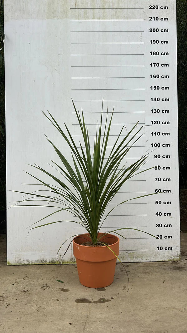 Amalia - Pot en terre cuite