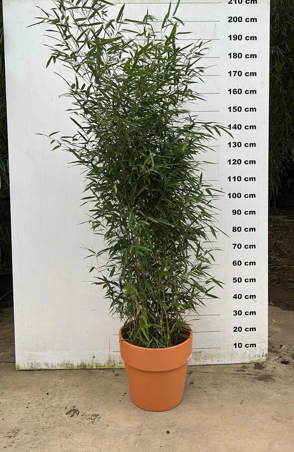 Amalia - Pot en terre cuite