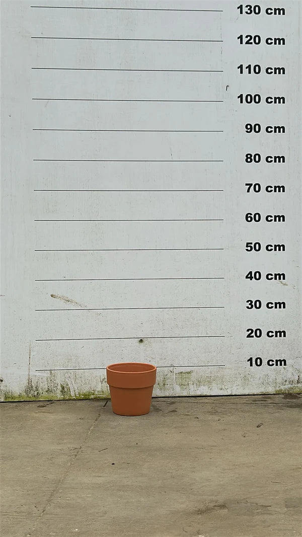 Amalia - Pot en terre cuite