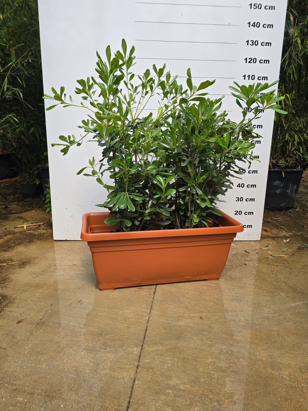 Jardinière Spécial Bambou - 30/50/110L