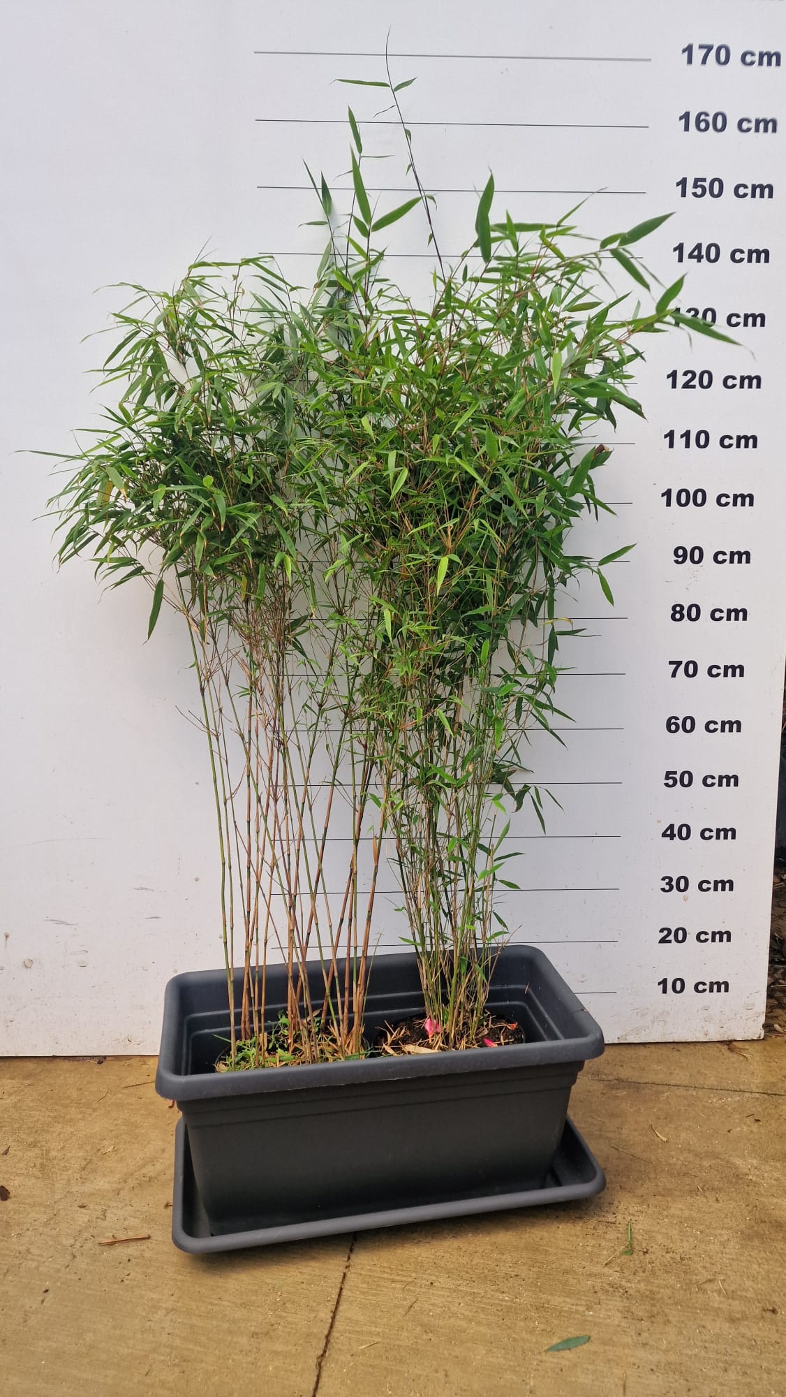 Jardinière Spécial Bambou - 30/50/110L