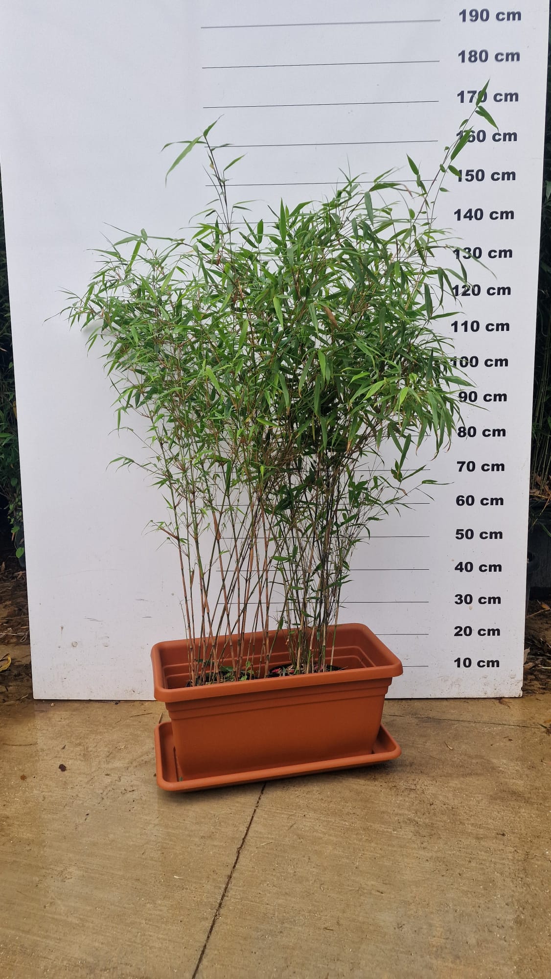 Jardinière Spécial Bambou - 30/50/110L