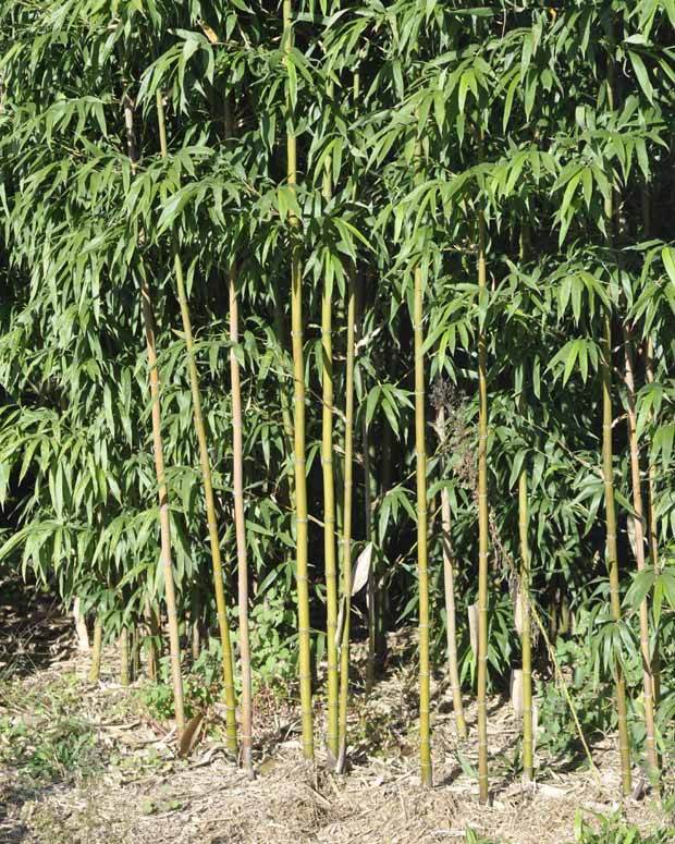 Bambou Fastuosa