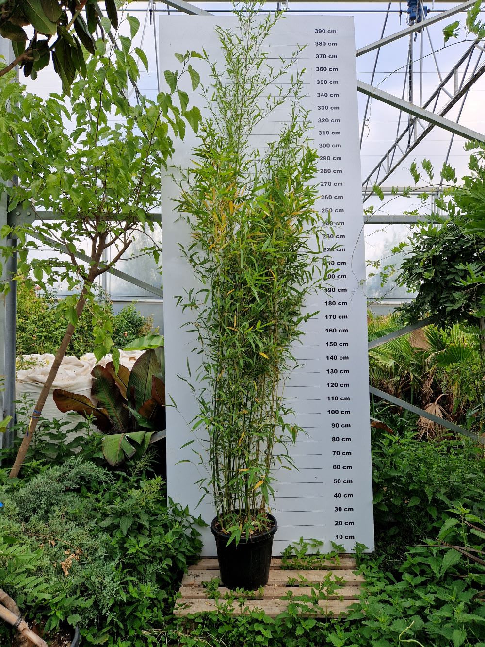 Bambou (Phyllostachys) Aurea