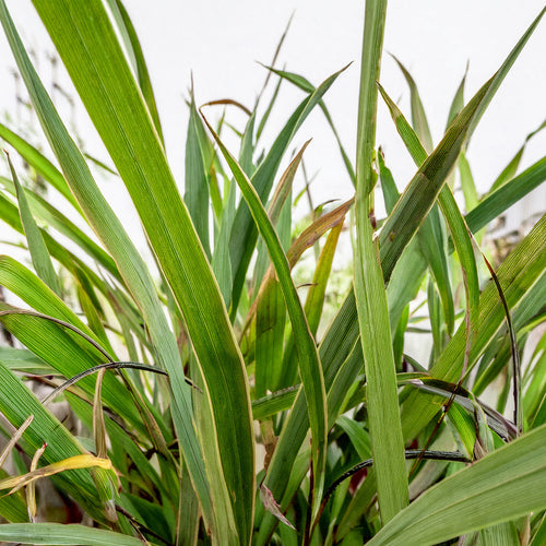 Fargesia Nitida Winter Joy