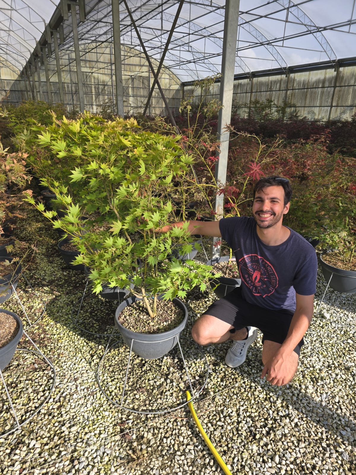 Acer Shirasawanum Jordan