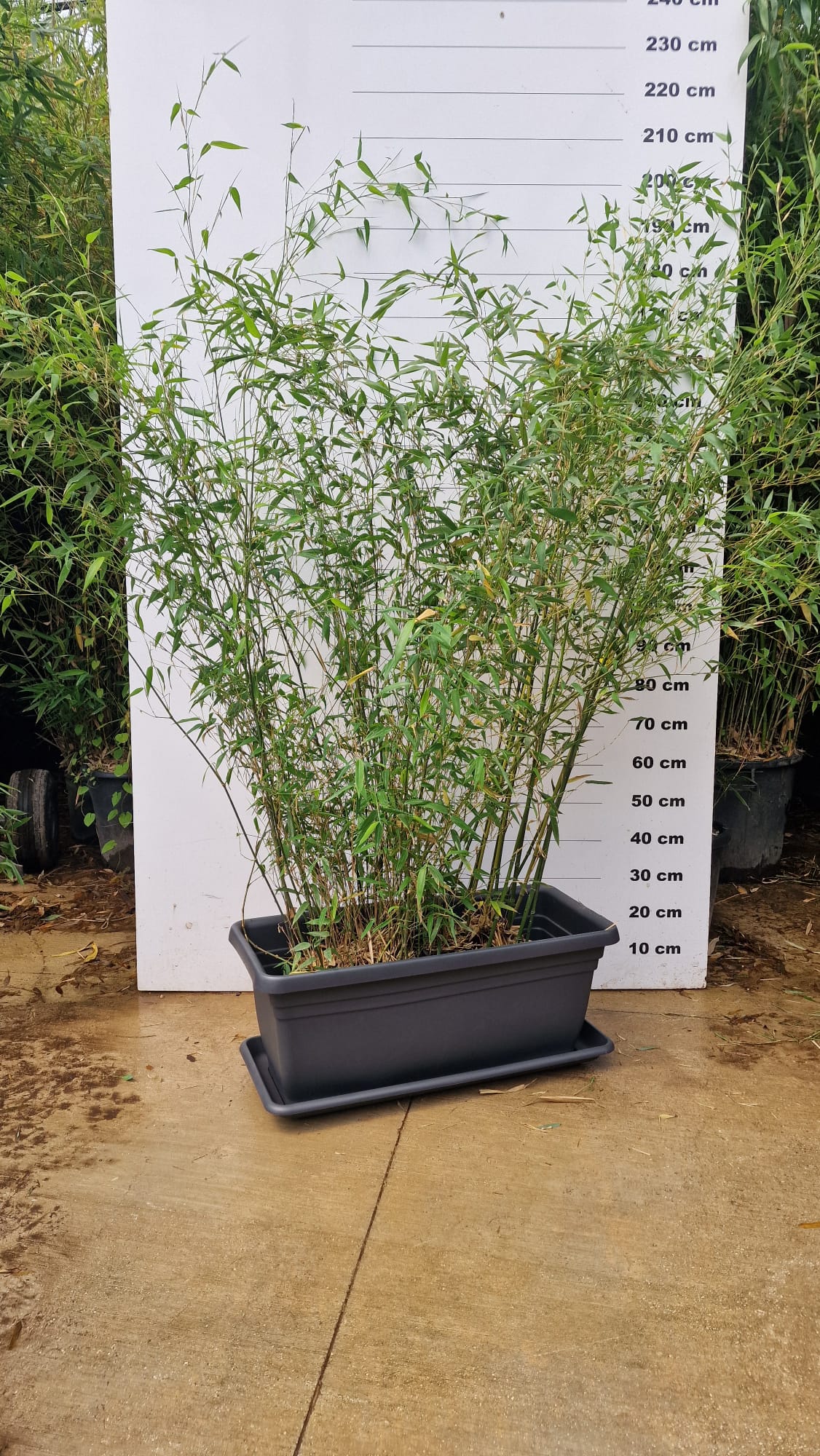 Jardinière Spécial Bambou - 30/50/110L