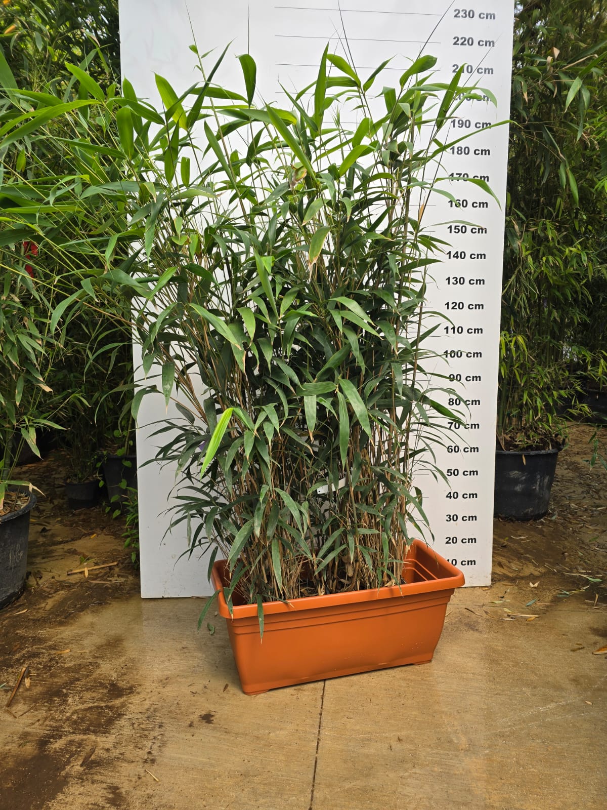 Jardinière Spécial Bambou - 30/50/110L