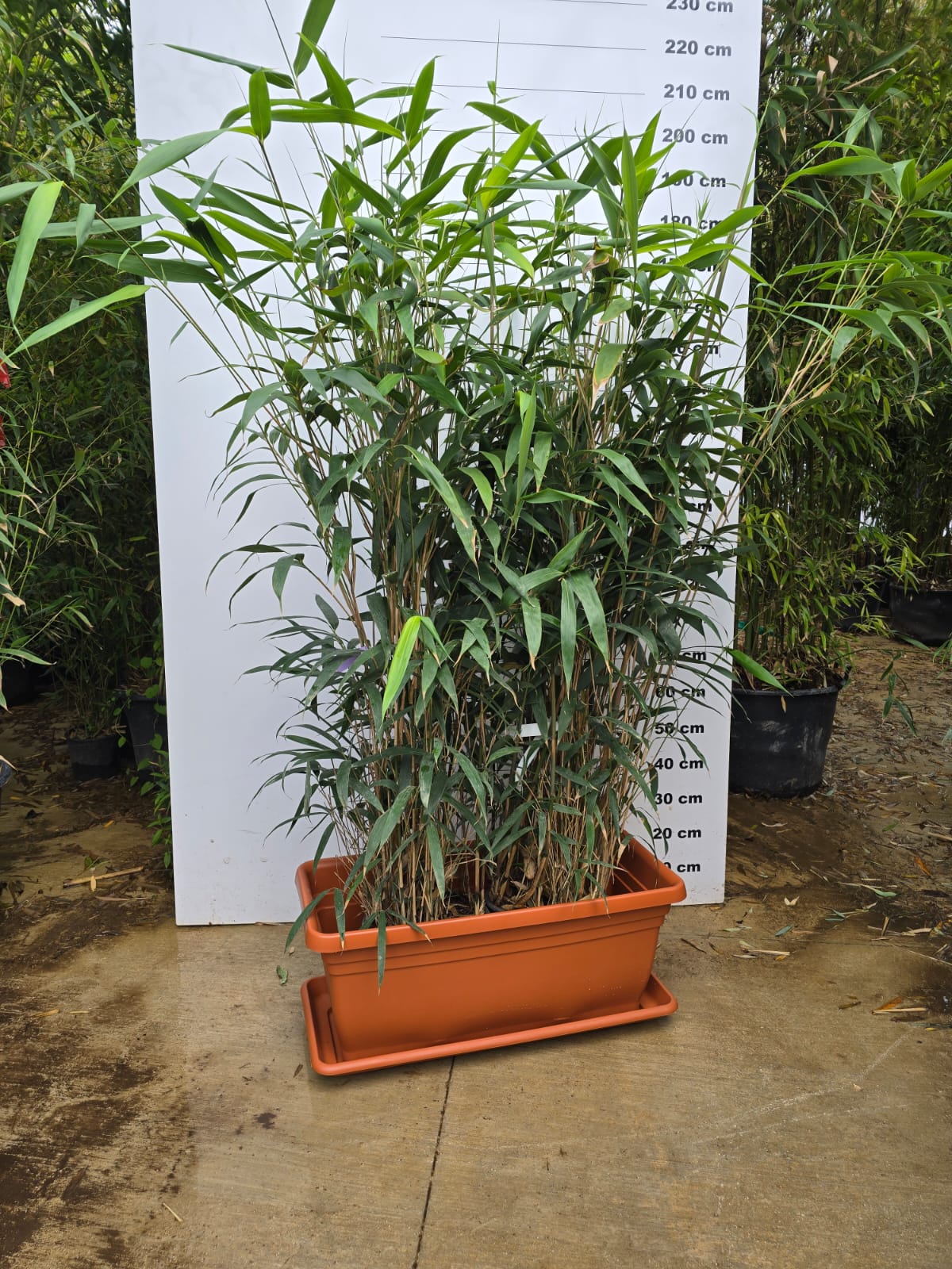 Jardinière Spécial Bambou - 30/50/110L