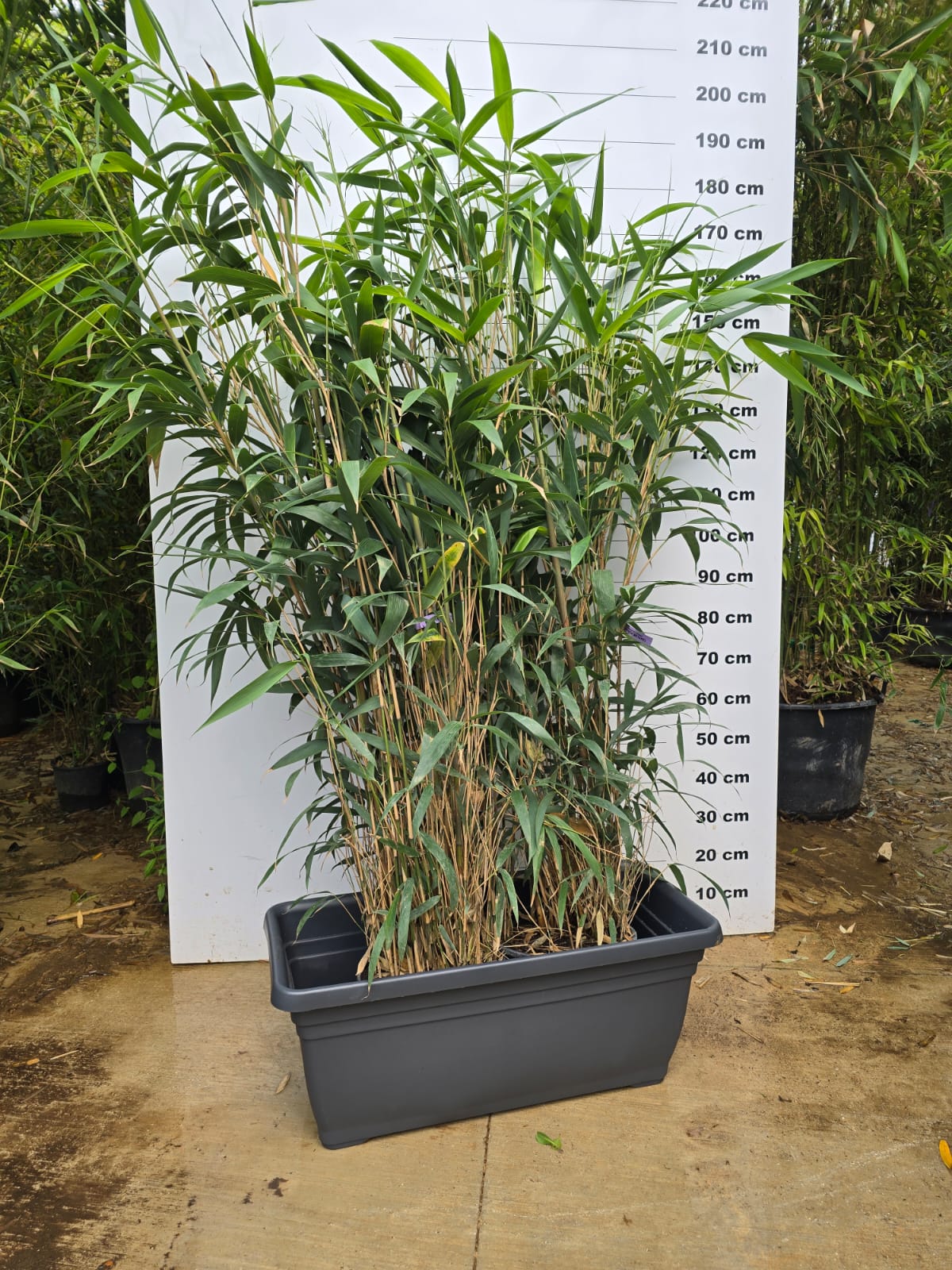 Jardinière Spécial Bambou - 30/50/110L