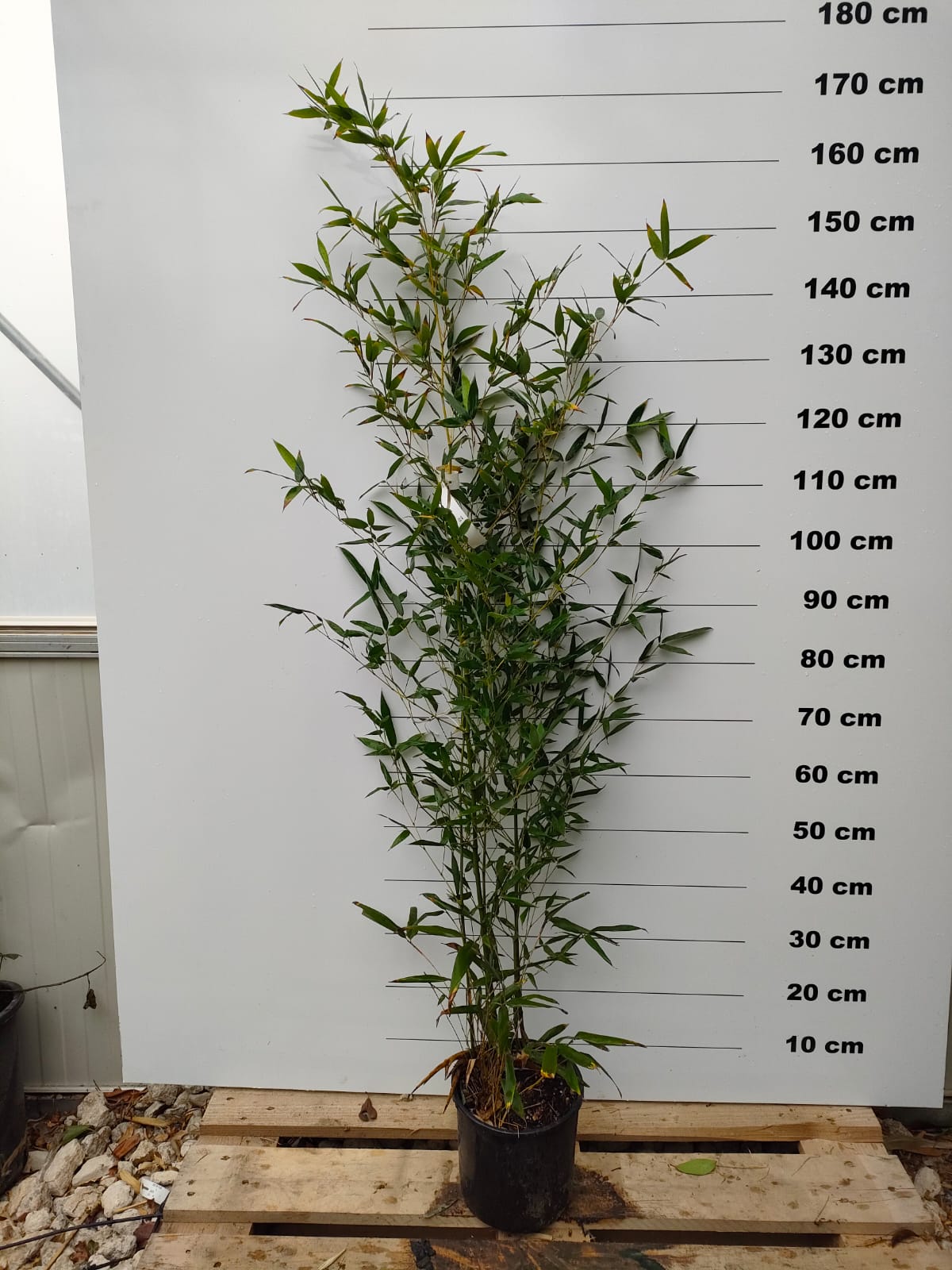 Bambou (Phyllostachys) Bissetii