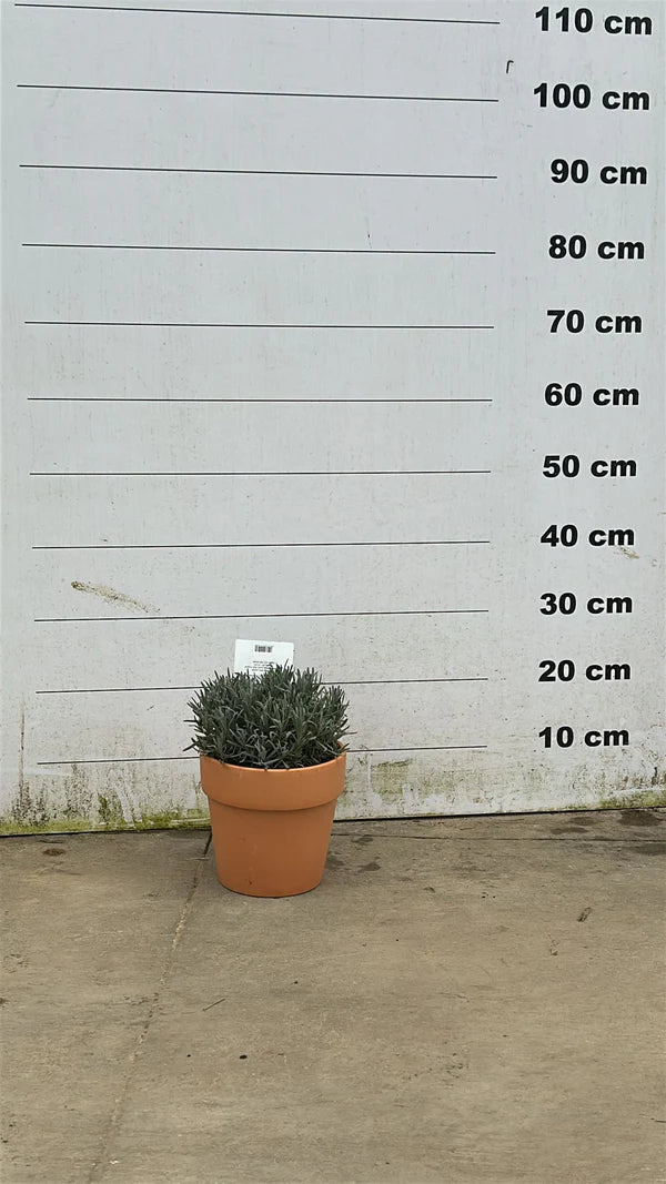 Amalia - Pot en terre cuite