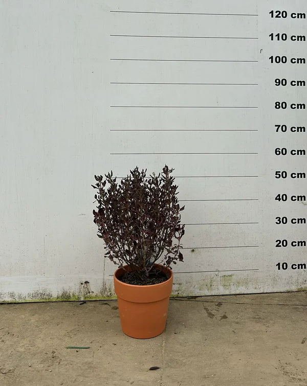 Amalia - Pot en terre cuite