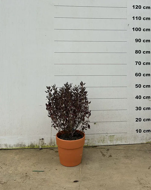 Amalia - Pot en terre cuite