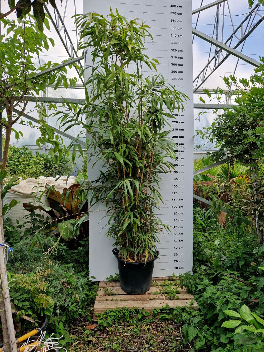 Bambou Metake (Arundinaria Japonica)