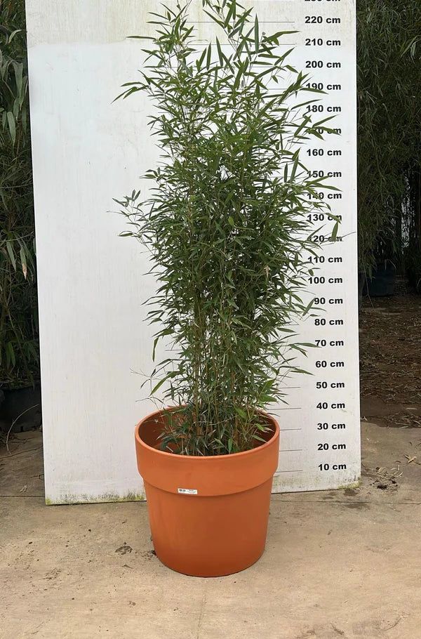 Amalia - Pot en terre cuite