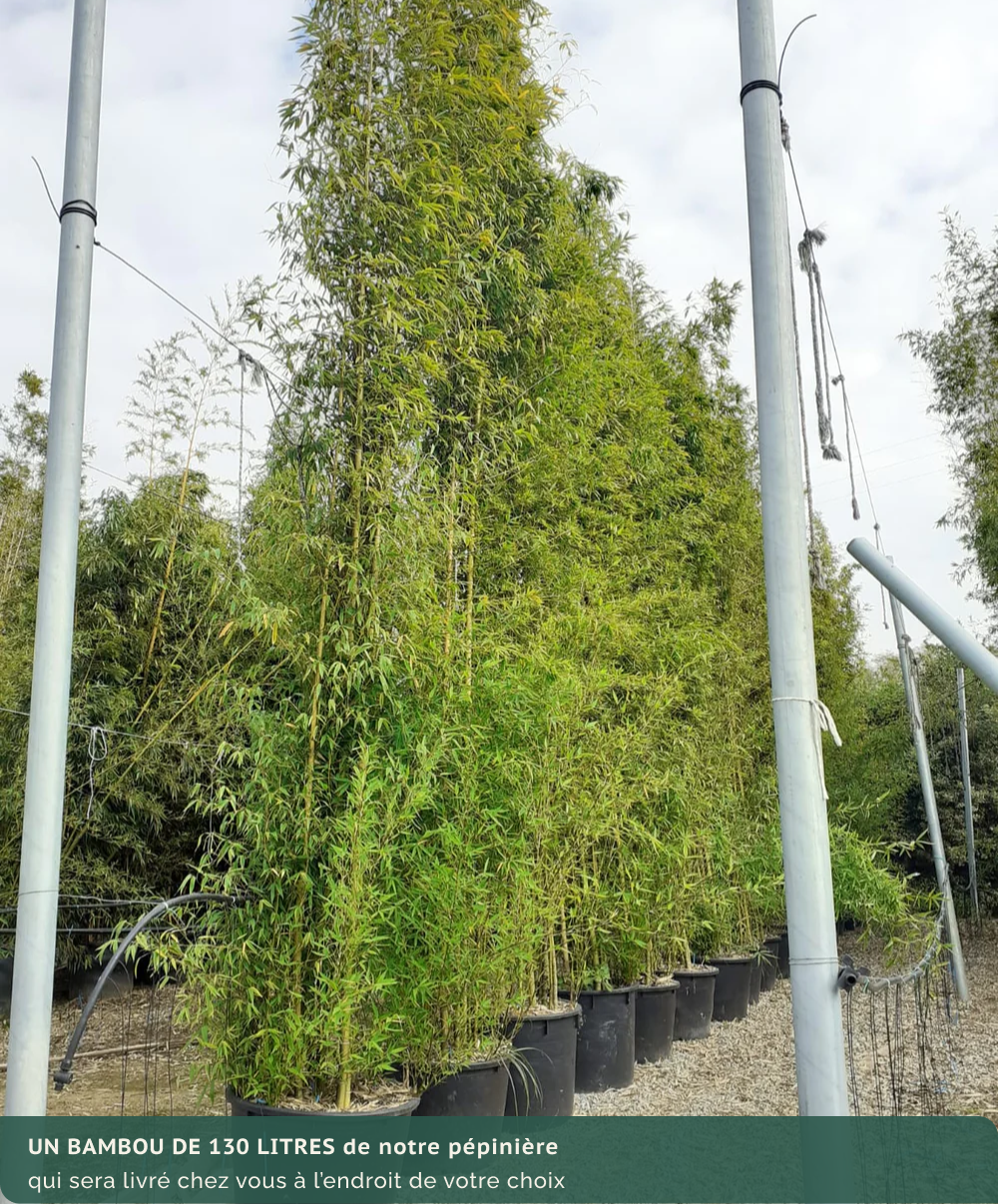 Bambou (Phyllostachys) Aurea