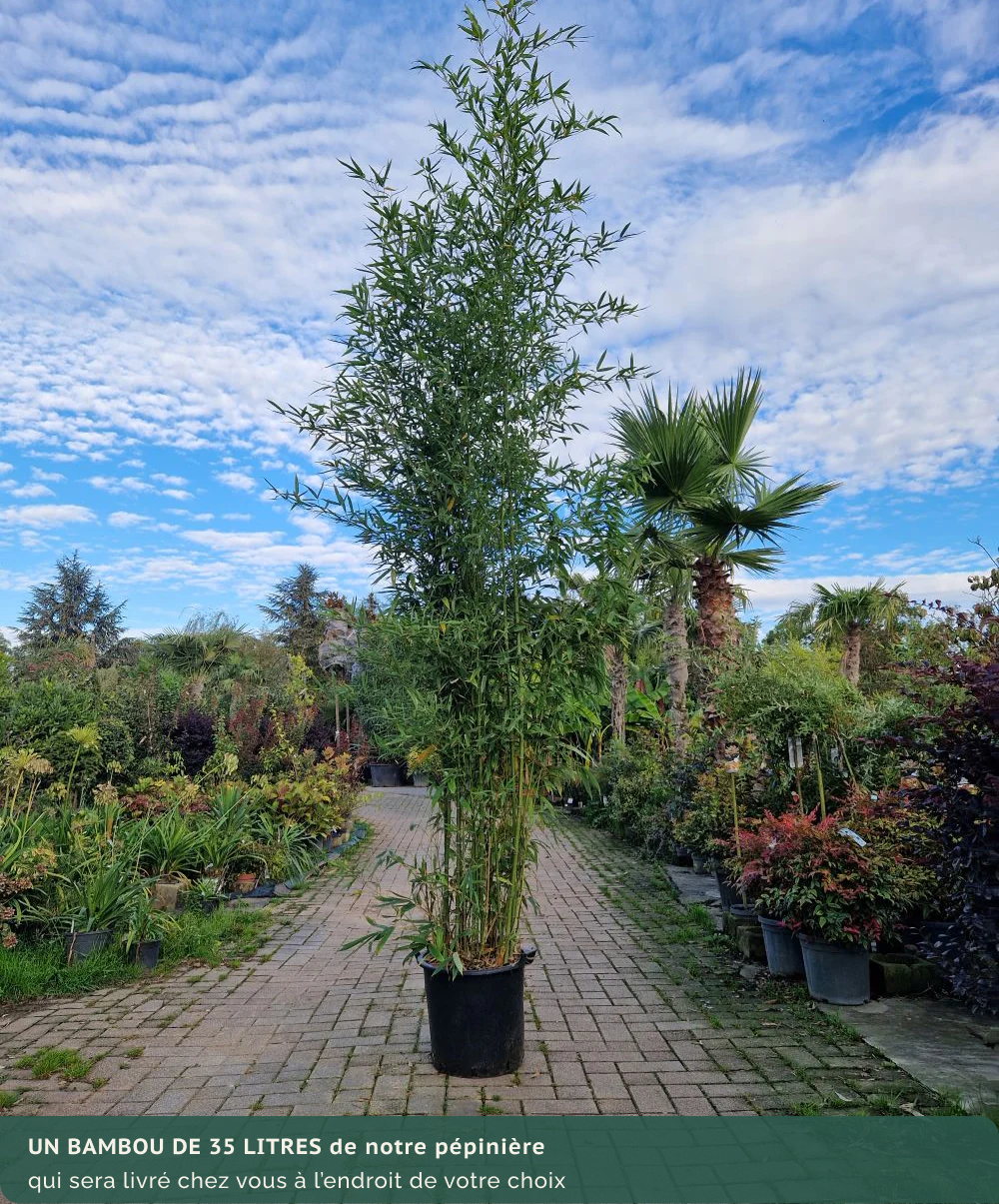 Bambou (Phyllostachys) Aurea