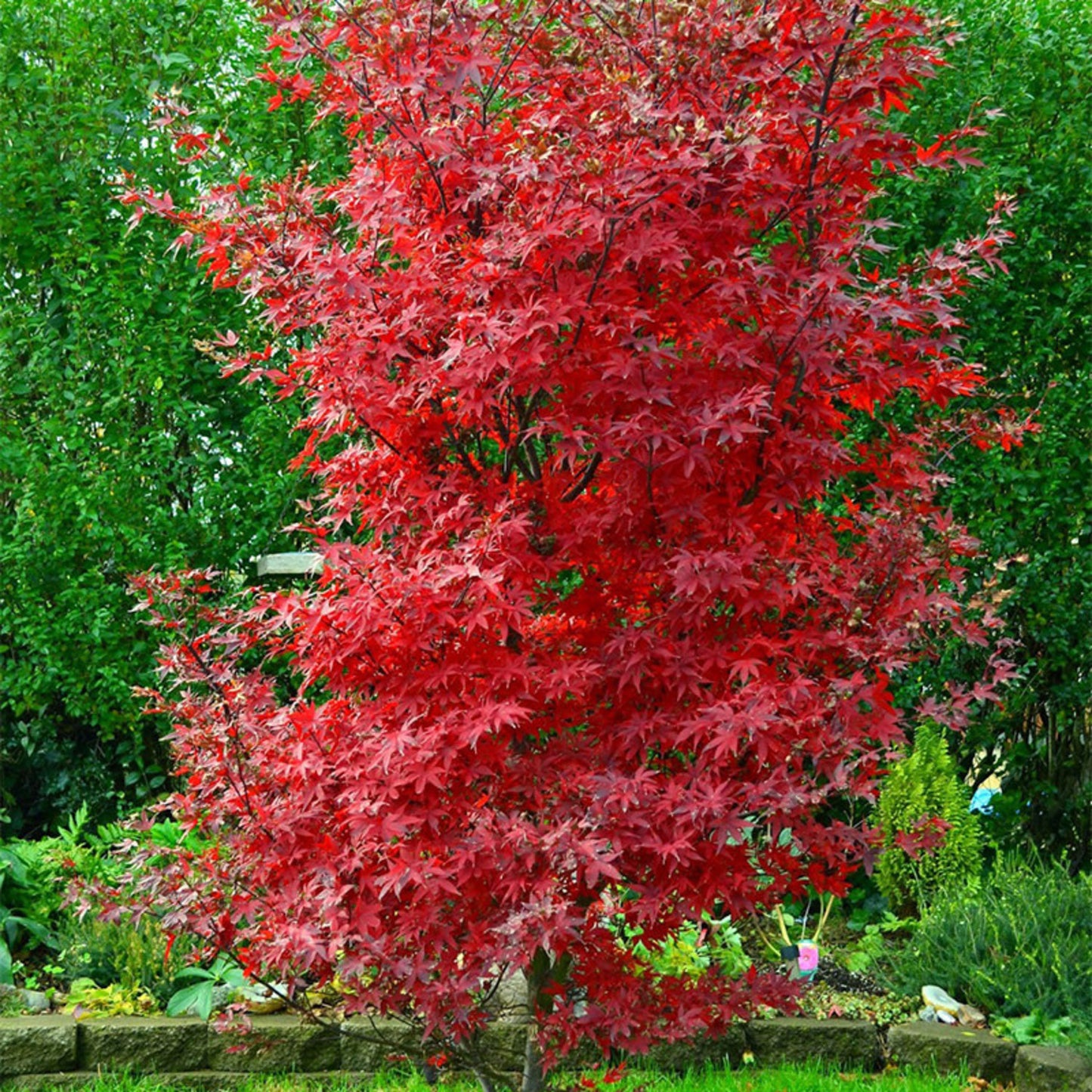 Acer Palmatum ‘Twombly’s Red Sentinel’