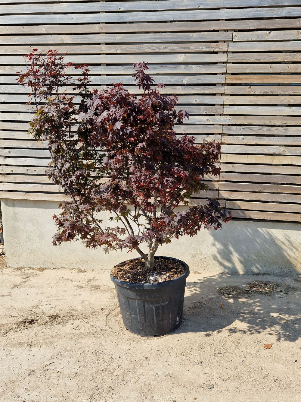 Acer Palmatum Bloodgood