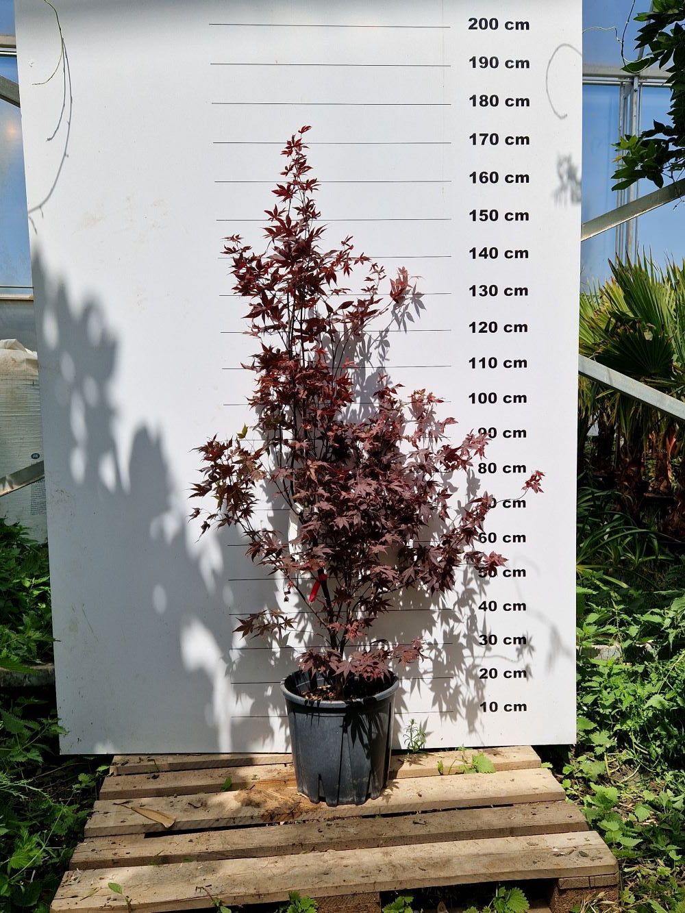 Acer Palmatum Bloodgood
