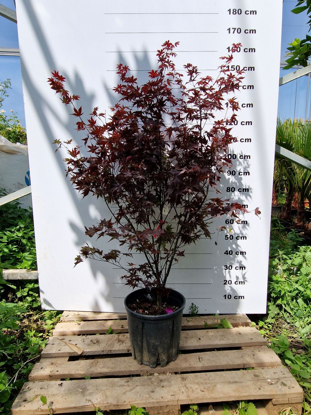 Acer Palmatum Bloodgood